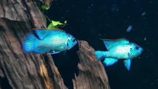 The Electric Blue Acara Andinoacara pulcher [upl. by Elwin118]