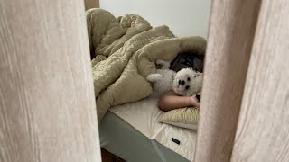 Bichon Frise Vlog  사랑스러운 애교만땅 호둥이 [upl. by Means]