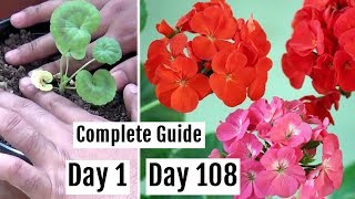 How to Plant Grow amp Care for Geranium Plants in Pots  The Complete Guide [upl. by Hesoj]