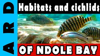 The habitats and cichlids of Ndole Bay  Lake Tanganyika [upl. by Pain]