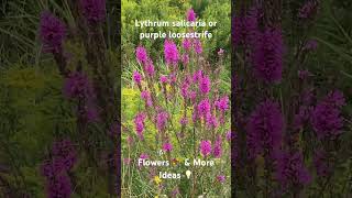 Lythrum salicaria or purple loosestrife Flowers 💐 amp More Ideas 💡 [upl. by Konikow]