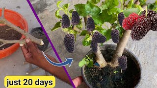 इस तरह लगा दी शहतूत की कटिंग 20 दिन में ही फल आ गए  Can I grow a mulberry tree from a cutting [upl. by Georglana]