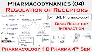 Regulation of receptors  Drug receptor interactions  L4 U2  Pharmacology 4th Semester [upl. by Annetta]