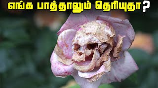 எங்க பாத்தாலும் தெரியுதா   Pareidolia Photos [upl. by Ttam625]