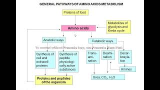 Amino acid metabolism [upl. by Oj]