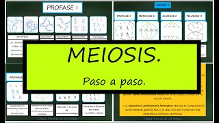 MEIOSIS Repaso Fases y Significado Biológico División Celular Biología Bachillerato [upl. by Nomla]