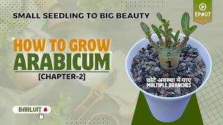 Adenium Arabicum Plant Care । How To Grow Arabicum Chapter 2 । Adenium Plant Ka Care Kaise Kare 🌱🌱 [upl. by Marcel]