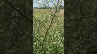 Полин звичайний Artemisia vulgaris або чорнобиль nature [upl. by Dnalel365]