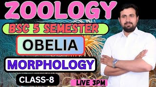 ZOOLOGY  BSC 5 SEMESTER  CLASS8  OBELIA  MORPHOLOGY  BY AMIT MAVI SIR [upl. by Primo160]