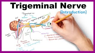 Trigeminal nerve Introduction [upl. by Rickey]