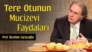 Tere Otunun Mucizevi Faydaları  Prof İbrahim Saraçoğlu [upl. by Knarf1]