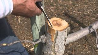 How to Bark Graft an Apple Tree [upl. by Anelehs563]