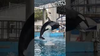 Dine with shamu with Sakari seaworld orcaencounter orca seaworldsanantonio [upl. by Ainessey]