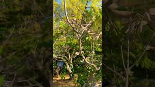 The Honey Locust Gleditsia triacanthos tree floweringtree nature losangeles summer trees [upl. by Branca]