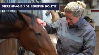 Dierendag bij de bereden politie  Politie Landelijke Eenheid [upl. by Tutankhamen]