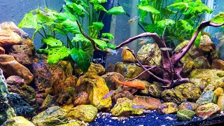 20 GALLON NANO AQUARIUM with DWARF RAINBOWFISH [upl. by Elpmid287]