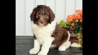 Newfypoo Puppies for Sale [upl. by Eupheemia]