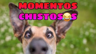 🤣 Videos Graciosos de Animales 🐶😺 Recopilación de Momentos Divertidos de Mascotas [upl. by Ennovyhs]