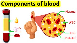 Components of blood  RBC WBC Plasma amp Platelets  Easy science lesson [upl. by Edgar]