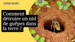 🐝 Comment détruire un nid de guêpes dans la terre soimême [upl. by Ahsia]