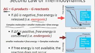 Energy Enzymes and Metabolism [upl. by Alessandra309]