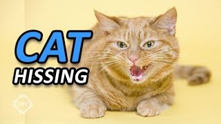 Cat Hissing and Growling Sound to get your Cats Attention HQ [upl. by Janis]