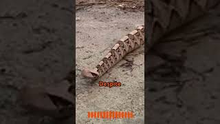 Gaboon Viper The Silent Giant of Africa wildlife animals shorts [upl. by Elicia311]