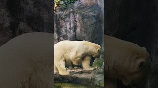 Schönbrunn Tiergarten  Bears Bären 🐻Vienna Austria [upl. by Gnahc]