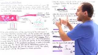 Contraction of Skeletal Muscle [upl. by Nivlam]