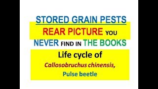 Life cycle of pulse beetle Callosobruchus chinensis [upl. by Vyky]