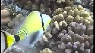 Halfmoon Triggerfish Rhinecanthus lunula [upl. by Nitsid138]