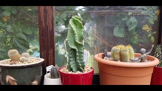 Cereus forbesii spiralis [upl. by Darrel]