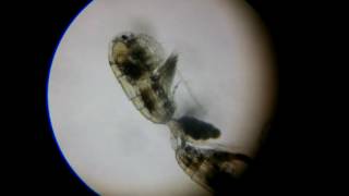 Pseudodiaptomus Pelagicus mating copepods [upl. by Son176]