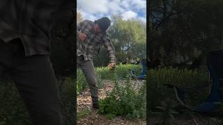 Drinking STINGING Nettle Tea In 16 Seconds 🌿🍵 outdoors bushcraft sting [upl. by Ziwot]