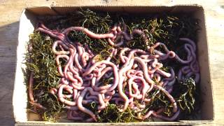 Bloodworms at BloodWorm Depot for fishing bait [upl. by Valma]