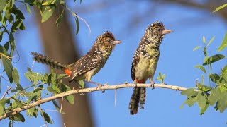 DArnauds Barbets Calling [upl. by Ayian]