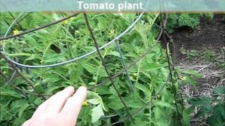 Tomatoes Determinate or Indeterminate [upl. by Wilton250]