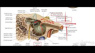 Greater amp lesser petrosal nerves 2 [upl. by Orutra]