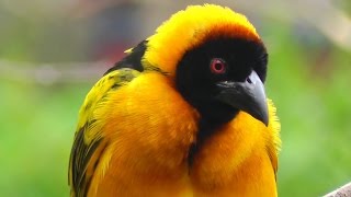 Beautiful Weaver Birds Nest Building  Village Weaver Bird Nest Making  Ploceidae [upl. by Winograd932]