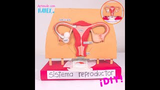 Así funciona la Menstruación en el Sistema Reproductor Femenino [upl. by Bish]