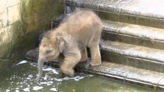 Elefantenbaby geht baden im Zoo Hannover [upl. by Veleda]