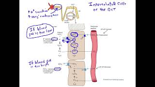 Intercalated cells and pH regulation by the DCT [upl. by Feilak]