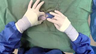 Dog Neuter Video  Canine Castration [upl. by Yramesor]