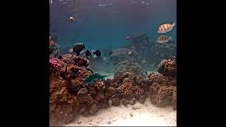 Why the Long Face at a Party  a Fish Party  Coral Gardeners youtubeshorts like share [upl. by Juxon485]