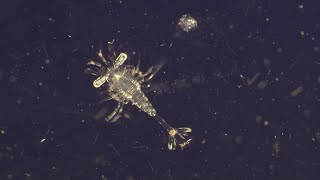 Why Are Plankton the Most Vital Organisms on Earth  BBC Earth [upl. by Dagall101]