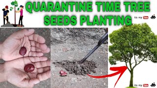 Planting Millettia pinnata seeds  How to plant seeds  quarantine time planting seeds [upl. by Rosenblum]