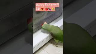 Guys please Show some love 😊❤️ytshorts viraldolikeshareandsubscribecuteparrot parrotlove [upl. by Nnaxor163]