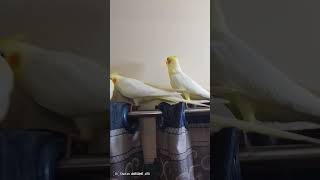 Lutino cockatiel singing on a curtain with his 2 friends [upl. by Snodgrass]