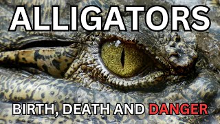 ALLIGATORS  BIRTH DEATH AND DANGER [upl. by Cly4]