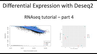 RNAseq tutorial – part 4 – Differential expression analysis with Deseq2 [upl. by Yecaw]